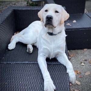 Meet your Posher, Brian